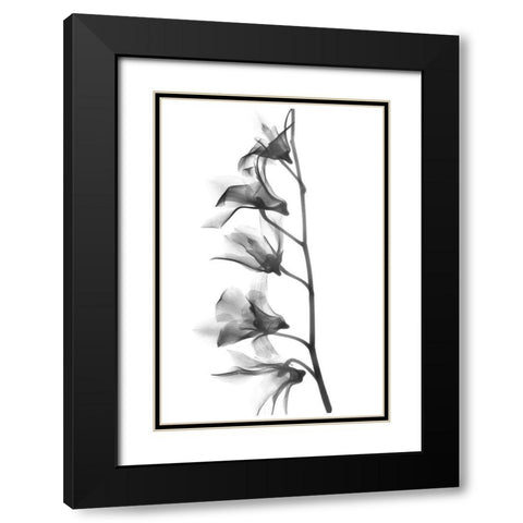 Orchid Black Modern Wood Framed Art Print with Double Matting by Koetsier, Albert