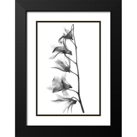 Orchid Black Modern Wood Framed Art Print with Double Matting by Koetsier, Albert