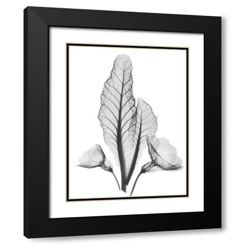 Prinula Black Modern Wood Framed Art Print with Double Matting by Koetsier, Albert