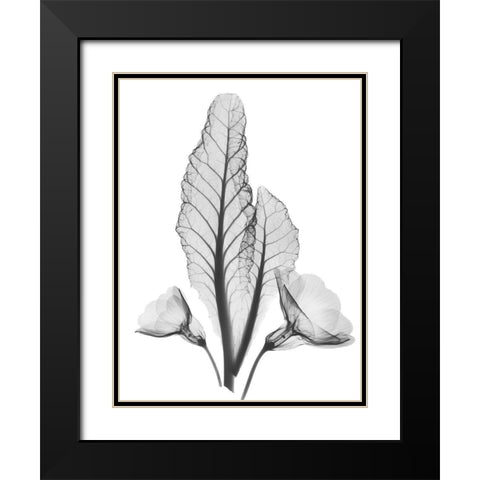 Prinula Black Modern Wood Framed Art Print with Double Matting by Koetsier, Albert