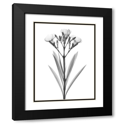 Oleander Black Modern Wood Framed Art Print with Double Matting by Koetsier, Albert