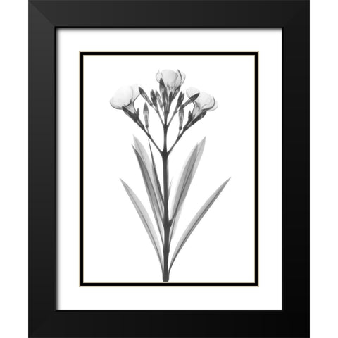 Oleander Black Modern Wood Framed Art Print with Double Matting by Koetsier, Albert