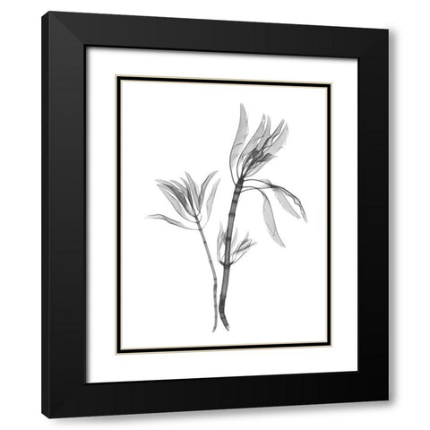 Leucadendron Black Modern Wood Framed Art Print with Double Matting by Koetsier, Albert