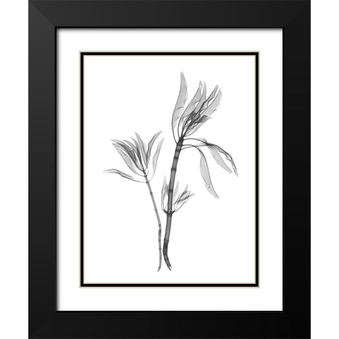 Leucadendron Black Modern Wood Framed Art Print with Double Matting by Koetsier, Albert