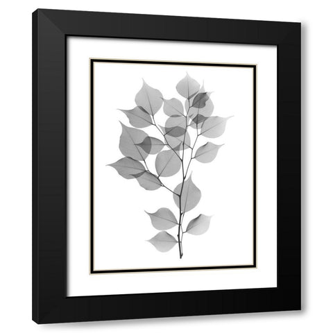 Myrtle Tree L182 Black Modern Wood Framed Art Print with Double Matting by Koetsier, Albert