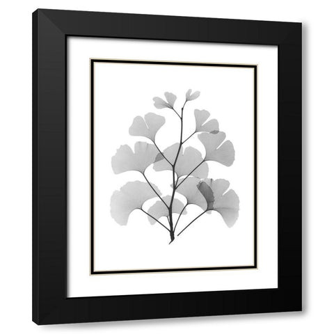 Ginko Black Modern Wood Framed Art Print with Double Matting by Koetsier, Albert