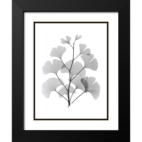 Ginko Black Modern Wood Framed Art Print with Double Matting by Koetsier, Albert