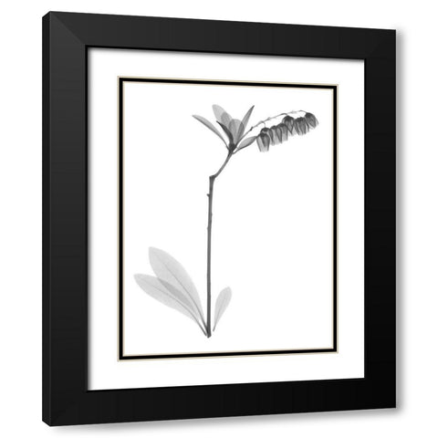 Lily Of The Vally Bush H07 Black Modern Wood Framed Art Print with Double Matting by Koetsier, Albert