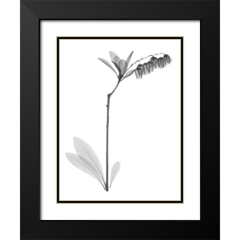 Lily Of The Vally Bush H07 Black Modern Wood Framed Art Print with Double Matting by Koetsier, Albert