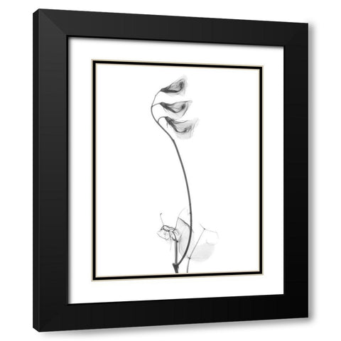 Pea H48 Black Modern Wood Framed Art Print with Double Matting by Koetsier, Albert