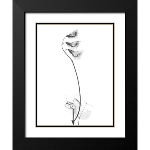 Pea H48 Black Modern Wood Framed Art Print with Double Matting by Koetsier, Albert