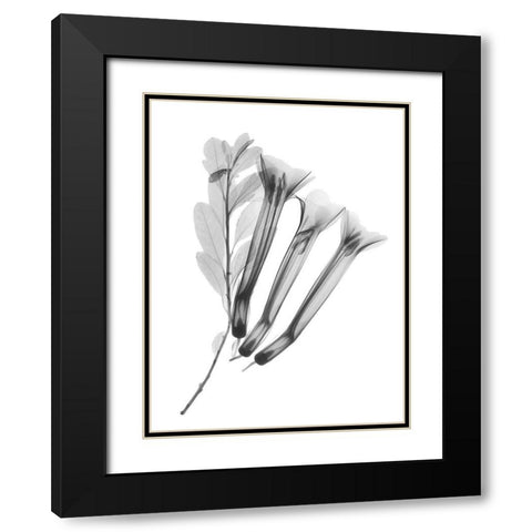 Crane Flower Black Modern Wood Framed Art Print with Double Matting by Koetsier, Albert