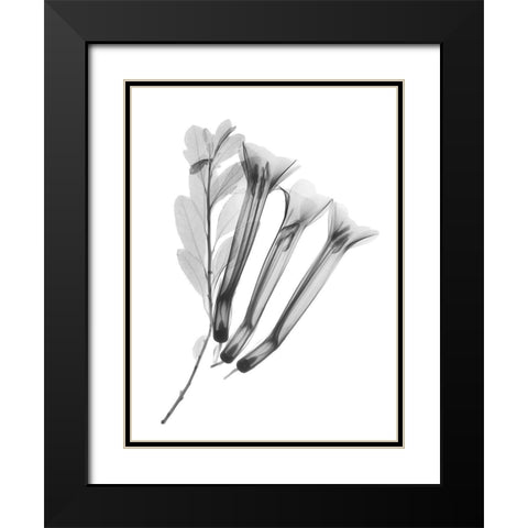 Crane Flower Black Modern Wood Framed Art Print with Double Matting by Koetsier, Albert