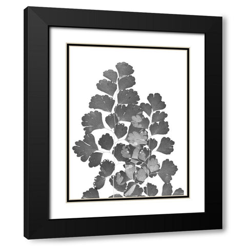 Southern Maidenhair Fern Black Modern Wood Framed Art Print with Double Matting by Koetsier, Albert