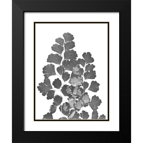 Southern Maidenhair Fern Black Modern Wood Framed Art Print with Double Matting by Koetsier, Albert