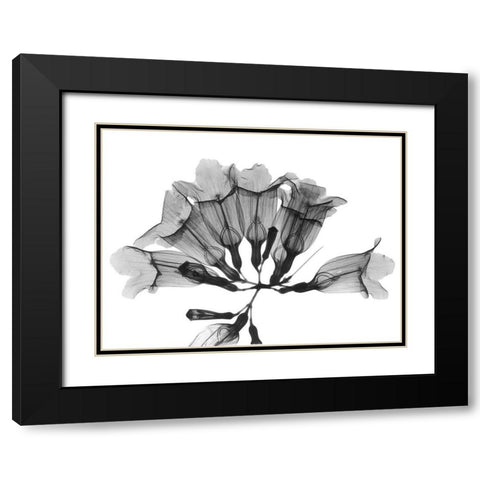 Garlic Vine Black Modern Wood Framed Art Print with Double Matting by Koetsier, Albert