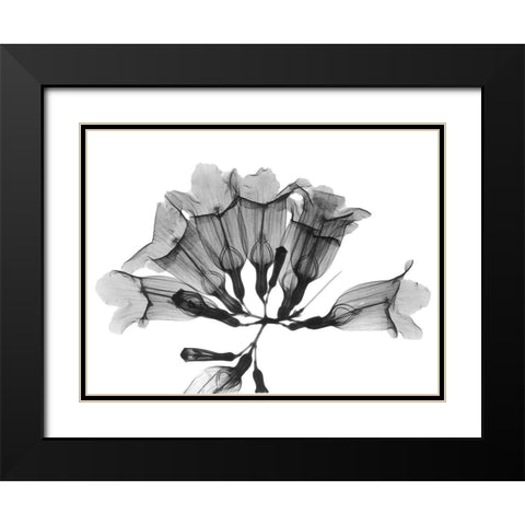 Garlic Vine Black Modern Wood Framed Art Print with Double Matting by Koetsier, Albert