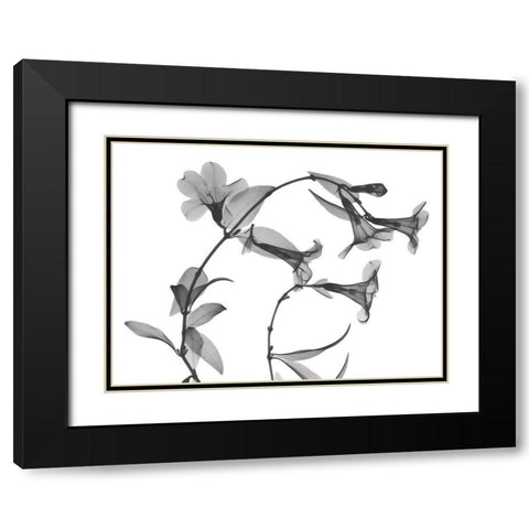 Brazilian Jasmine Black Modern Wood Framed Art Print with Double Matting by Koetsier, Albert