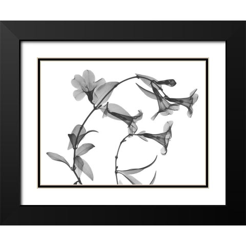 Brazilian Jasmine Black Modern Wood Framed Art Print with Double Matting by Koetsier, Albert