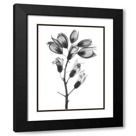 Foxglove Black Modern Wood Framed Art Print with Double Matting by Koetsier, Albert