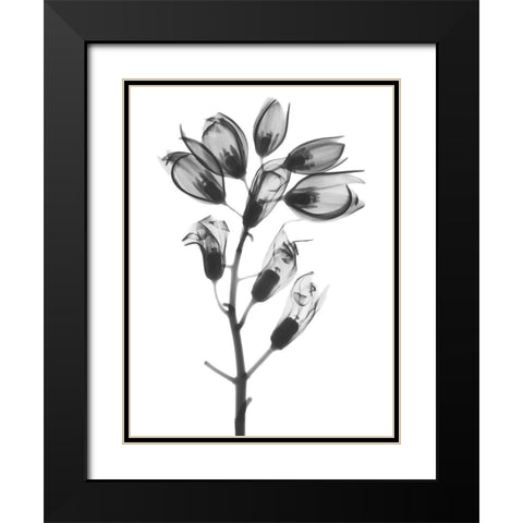 Foxglove Black Modern Wood Framed Art Print with Double Matting by Koetsier, Albert