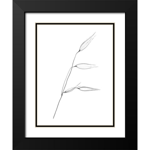 Wheat Black Modern Wood Framed Art Print with Double Matting by Koetsier, Albert