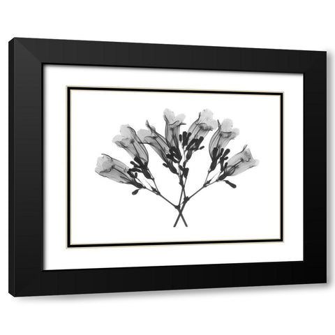 Amethyst Vine Black Modern Wood Framed Art Print with Double Matting by Koetsier, Albert