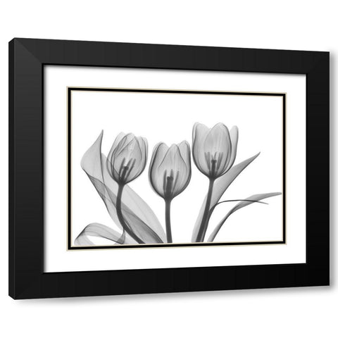 Didiers Tulip Black Modern Wood Framed Art Print with Double Matting by Koetsier, Albert