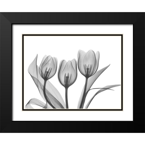 Didiers Tulip Black Modern Wood Framed Art Print with Double Matting by Koetsier, Albert