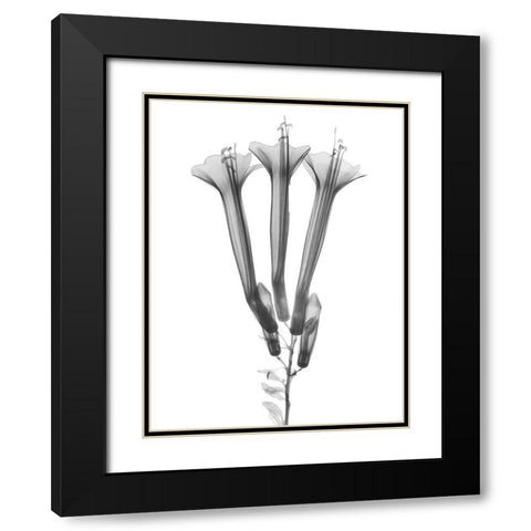 Blooming Trio Black Modern Wood Framed Art Print with Double Matting by Koetsier, Albert