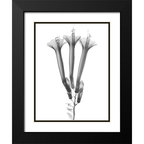 Blooming Trio Black Modern Wood Framed Art Print with Double Matting by Koetsier, Albert