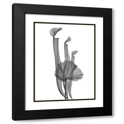 Marching Floral Black Modern Wood Framed Art Print with Double Matting by Koetsier, Albert