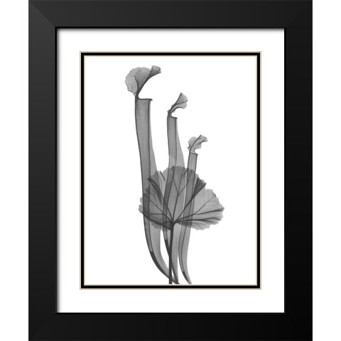 Marching Floral Black Modern Wood Framed Art Print with Double Matting by Koetsier, Albert