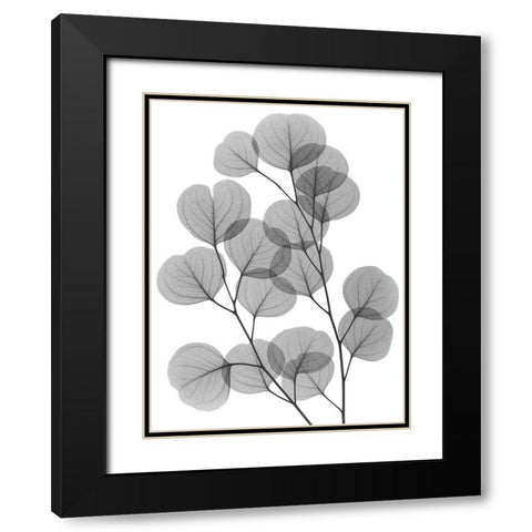 Eucalyptus Bunch Black Modern Wood Framed Art Print with Double Matting by Koetsier, Albert