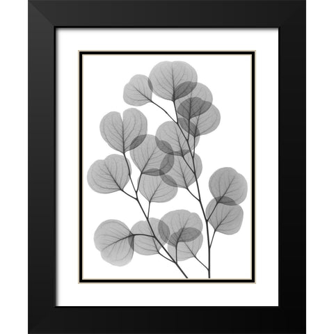 Eucalyptus Bunch Black Modern Wood Framed Art Print with Double Matting by Koetsier, Albert