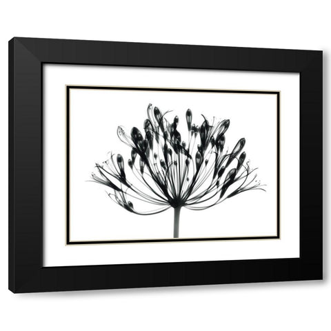 African Lily Black Modern Wood Framed Art Print with Double Matting by Koetsier, Albert