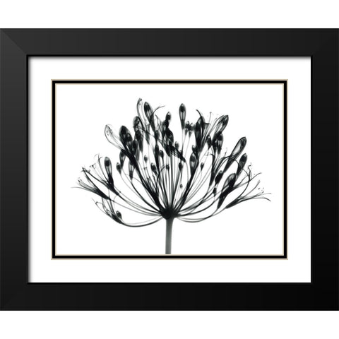 African Lily Black Modern Wood Framed Art Print with Double Matting by Koetsier, Albert