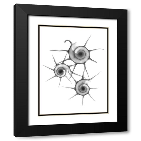 Star Shell  F147 Black Modern Wood Framed Art Print with Double Matting by Koetsier, Albert