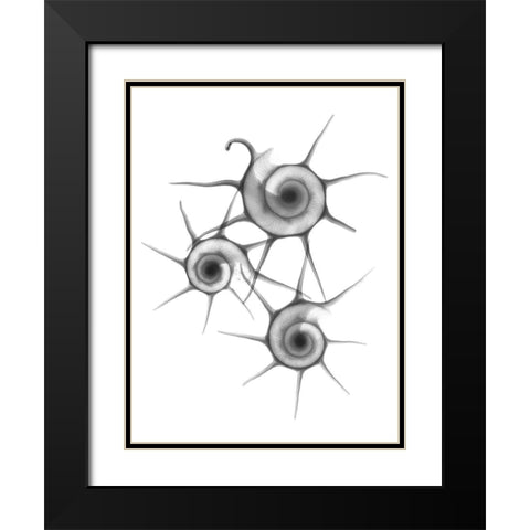 Star Shell  F147 Black Modern Wood Framed Art Print with Double Matting by Koetsier, Albert