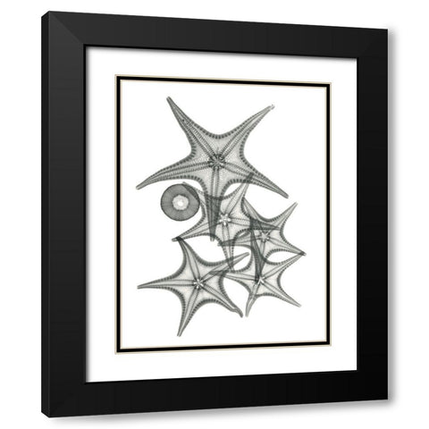 Starfish Bunch F149 Black Modern Wood Framed Art Print with Double Matting by Koetsier, Albert