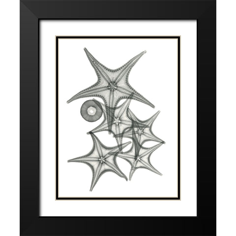 Starfish Bunch F149 Black Modern Wood Framed Art Print with Double Matting by Koetsier, Albert