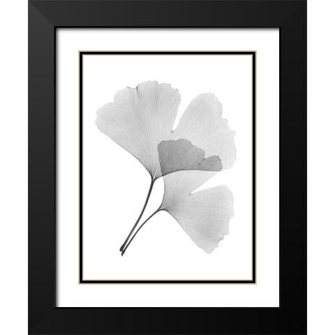 Ginko Pair Black Modern Wood Framed Art Print with Double Matting by Koetsier, Albert