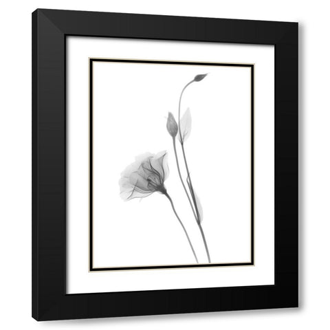 Gentian Black Modern Wood Framed Art Print with Double Matting by Koetsier, Albert