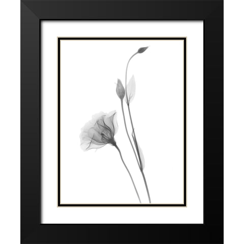 Gentian Black Modern Wood Framed Art Print with Double Matting by Koetsier, Albert