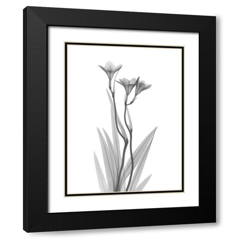 Freesia Black Modern Wood Framed Art Print with Double Matting by Koetsier, Albert