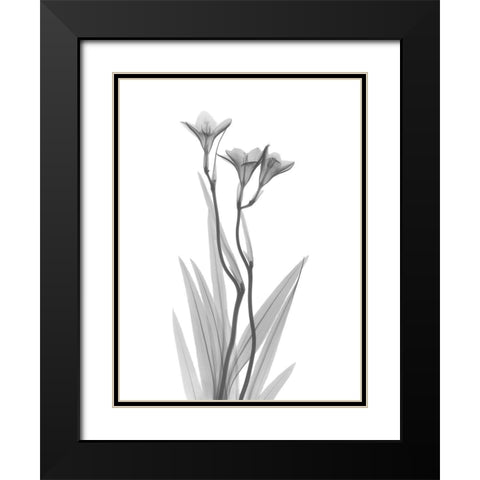 Freesia Black Modern Wood Framed Art Print with Double Matting by Koetsier, Albert