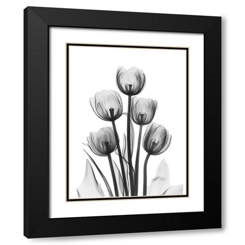 Tulips Black Modern Wood Framed Art Print with Double Matting by Koetsier, Albert