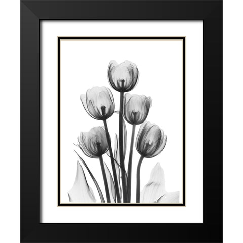 Tulips Black Modern Wood Framed Art Print with Double Matting by Koetsier, Albert