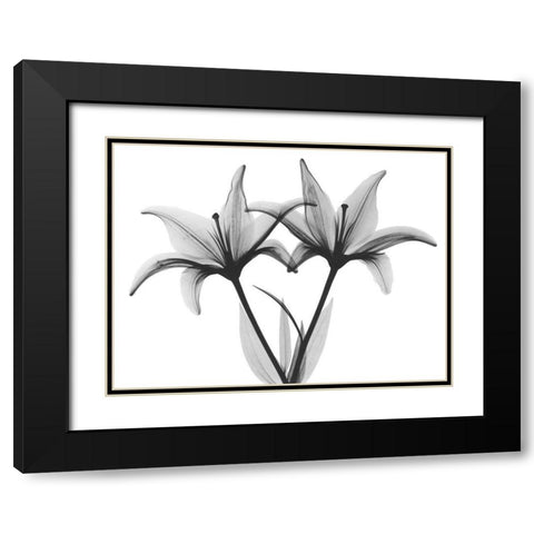 Starburst Lily Black Modern Wood Framed Art Print with Double Matting by Koetsier, Albert