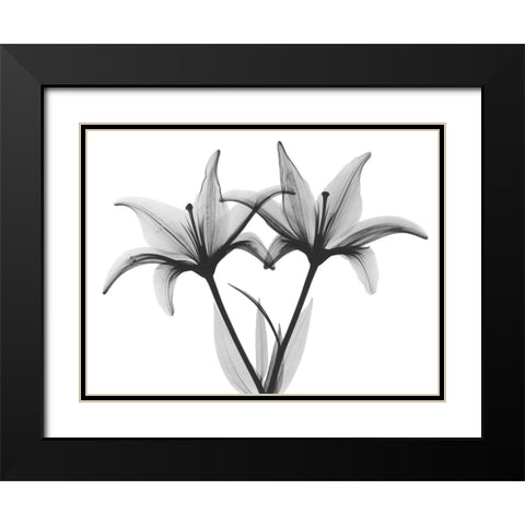 Starburst Lily Black Modern Wood Framed Art Print with Double Matting by Koetsier, Albert